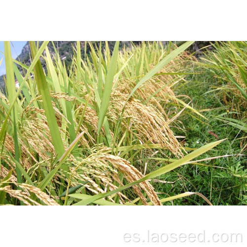 Plantación natural de alta calidad arroz salvaje